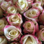 Tolles Spendenergebnis beim Rosenverkauf für HOPE