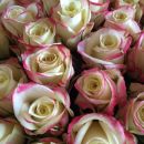 Tolles Spendenergebnis beim Rosenverkauf für HOPE